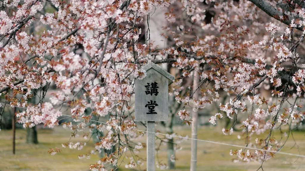 Cherry Blossoms at Ninnaji temple 